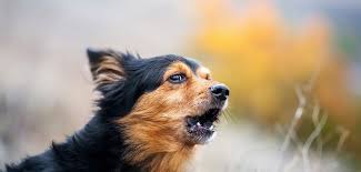 Habt ihr beim letzten mal schon mitgelesen, als ich erklärt habe, wie es gibt verschiedene gründe für das bellen deines hundes. Kostenloses Hundegebell