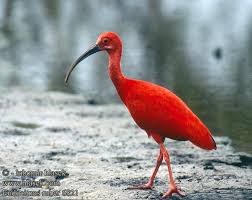 We did not find results for: Eudocimus Ruber Scarlet Ibis Eufala Skipper Ocorrencia Guara Ibis Colorada Ibis Rudy Rode Ibis Rouge Corocoro Colorado Guara Korokoro Wala Kolokolo Ibis Krasnyj Ili Alyj Ibis Szkarlatny Skarlatbatla