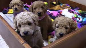 Check spelling or type a new query. Lacey S F2b Mini Goldendoodle Puppies On 10 5 2017 By Little Paws Of Iowa