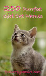 Few animals have been domesticated that are like cats. Girl Cat Names 400 Fabulous Names For Female Felines
