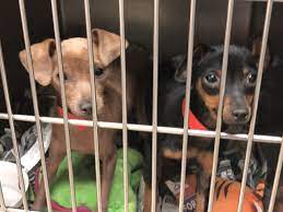 Once in our care, providing these strays with a new and happy family is our goal, and we. 20 Dogs Available For Adoption In Tampa Bay Following Seizure From Louisana House Of Horrors