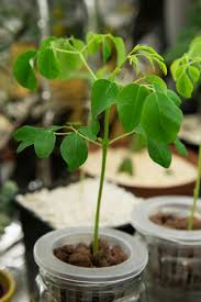 Educate yourself on moringa capsules moringa capsule review (the video is below). Hydroponic Moringa Experiences Hydroponics