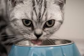 Read on to find out! Are Cats Allowed To Eat Yogurt Pictures And Information Cat Breeds Com