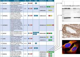 Pipeline for generating spinal cord atlas from electron microscopy. Gene List Resulting From A Search On Chromosome X In The Human Protein Download Scientific Diagram