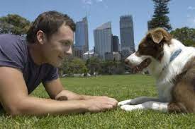 The Best Toys For Border Collies Border Collie Training Border Collie Dogs