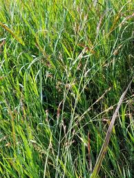 Image result for Panicum