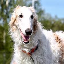 His personality ranges from serious to. Borzoi Pdsa