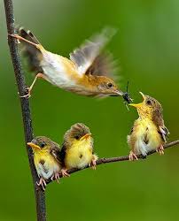 Baby Birds With Yellow Tail Feathers Baby Birds Feeding Amazing Animal Pictures Animals Beautiful Birds