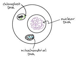 There are different types of glial cells in the nervous system such as astrocytes, ependymal cells, oligodendrocytes, microglia, and schwann cells. Chromosomes And Dna Packaging Biology For Majors I