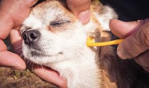 Flöhe sind eine der häufigsten externen parasiten beeinflussen hunde. Chihuahua Parasiten Flohe Zecken Wurmer Wurmkur Milben Chihuahuaseite De