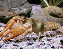 Ozark Crayfish Mdc Discover Nature