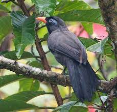 Black Laughingthrush Bird Ciri Image