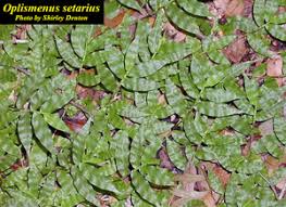 Image result for Oplismenus