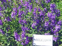 These tuberous perennials have dangling pink flowers with protruding white petals surrounding the hearts. Plantanswers Plant Answers Angelonia Or Summer Snapdragon