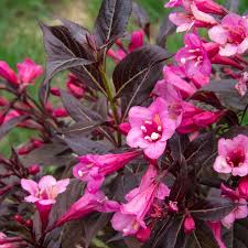 Image result for Weigela