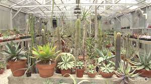 The cactus kitchen faucet deftly mimics it's namesake in clean stainless steel lines. Cactus And Succulent Garden And Greenhouses Bob Barth Central Texas Gardener Youtube