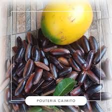 Image result for Pouteria