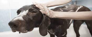 If you are able to use a specialized puppy shampoo, this is still recommended over baby shampoo. Can I Use Baby Shampoo On My Dog Or Puppy Is It Safe