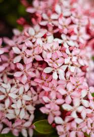 Image result for Ixora sp. A