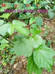 Image result for Manniophyton