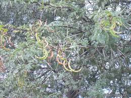 Image result for Acacia karroo