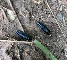 Image result for Cyathula orthacantha