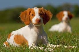 Pointing labrador puppies for sale. Brittany Puppies For Sale Akc Puppyfinder