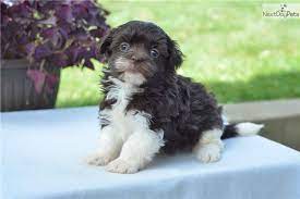 I have breeding the havanese for nearly 20 years focusing on a very specific look. Havanese Puppies For Sale In Ohio Petfinder