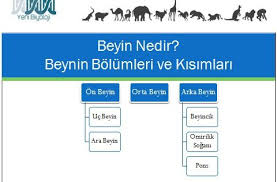 Beyin Yapisi Ozellikleri Beynin Bolumleri Ve Kisimlari Beyin Biyoloji Komik Fikralar