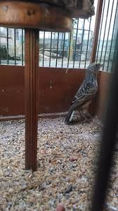 Penutup ekornya juga cukup panjang. 26 Ciri Burung Branjangan Jantan Yang Bagus Terupdate Pojok Burung