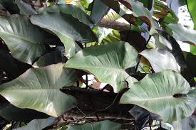 Philodendron Dark Lord Red Philo Nice Size Cuttings In 2020 Philodendron Dark Lord Plant Leaves