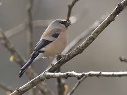 Image result for Pycreus smithianus