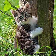 How Long Do Cats Live Cats Cat Lifespan Baby Cats