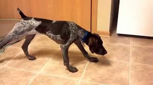 Females/ males puppies tailed have been legally docked under the terms of the animal welfare act 2006, and a certificate from the vets, for each puppy has been. German Shorthaired Pointer Puppy To Adult Youtube