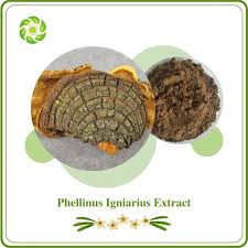 Image result for Phellinus igniarius