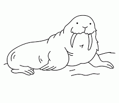 Free Printable Walrus Coloring Pages For Kids Animal Coloring Pages Coloring Pages Angel Coloring Pages