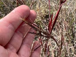 Image result for Bothriochloa bladhii