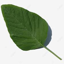 Maybe you would like to learn more about one of these? Green Spinach Leaf Daun Bayam Hijau Green Leaf Spinach Leaf Png Transparent Clipart Image And Psd File For Free Download