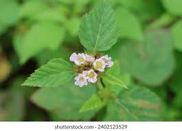 Image result for Melochia corchorifolia