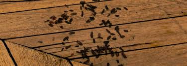 Use them in commercial designs under lifetime, perpetual & worldwide rights. How To Clean Mouse Droppings Earthkind