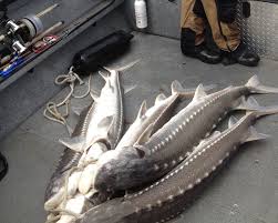 Fishing guide dan ponciano is a master at ensuring that your fishing adventure is anglers can keep one sturgeon a day when the keeper season is open. Salmon Sturgeon Fishing Extended In Lower Columbia River Oregonlive Com