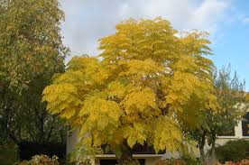 Image result for Melia azedarach