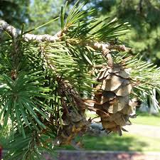 Maybe you would like to learn more about one of these? Douglas Fir And 100 Common North American Trees