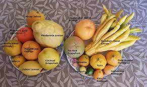 Considered better quality, with a much greater proportion of juicy flesh and a thinner peel. Home Aprici