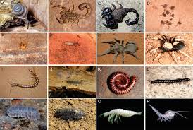 It suctions off bits of tissue, blood, and body fluids. Terrestrial And Inland Water Invertebrates Of The Australian Arid Zone Springerlink