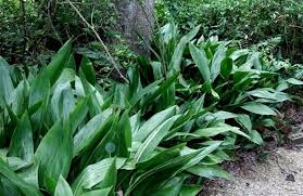 Image result for Kořenokvětka Aspidistra