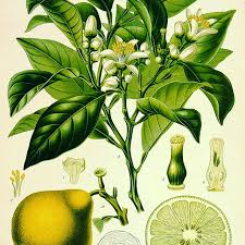 Image result for Citrus × aurantium