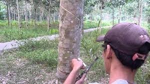 Rosdi bin ramli ) lampiran. Menoreh Getah Pokok Muda Youtube