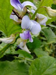 Image result for Crotalaria verrucosa