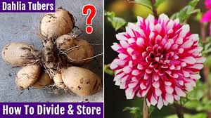 To get the bulbs adjusted to being outside of the ground, let them sit in an area that is around 70℉ (21℃) with good ventilation. Best Way To Divide Store Dahlia Tubers Other Bulbs For Next Season Youtube